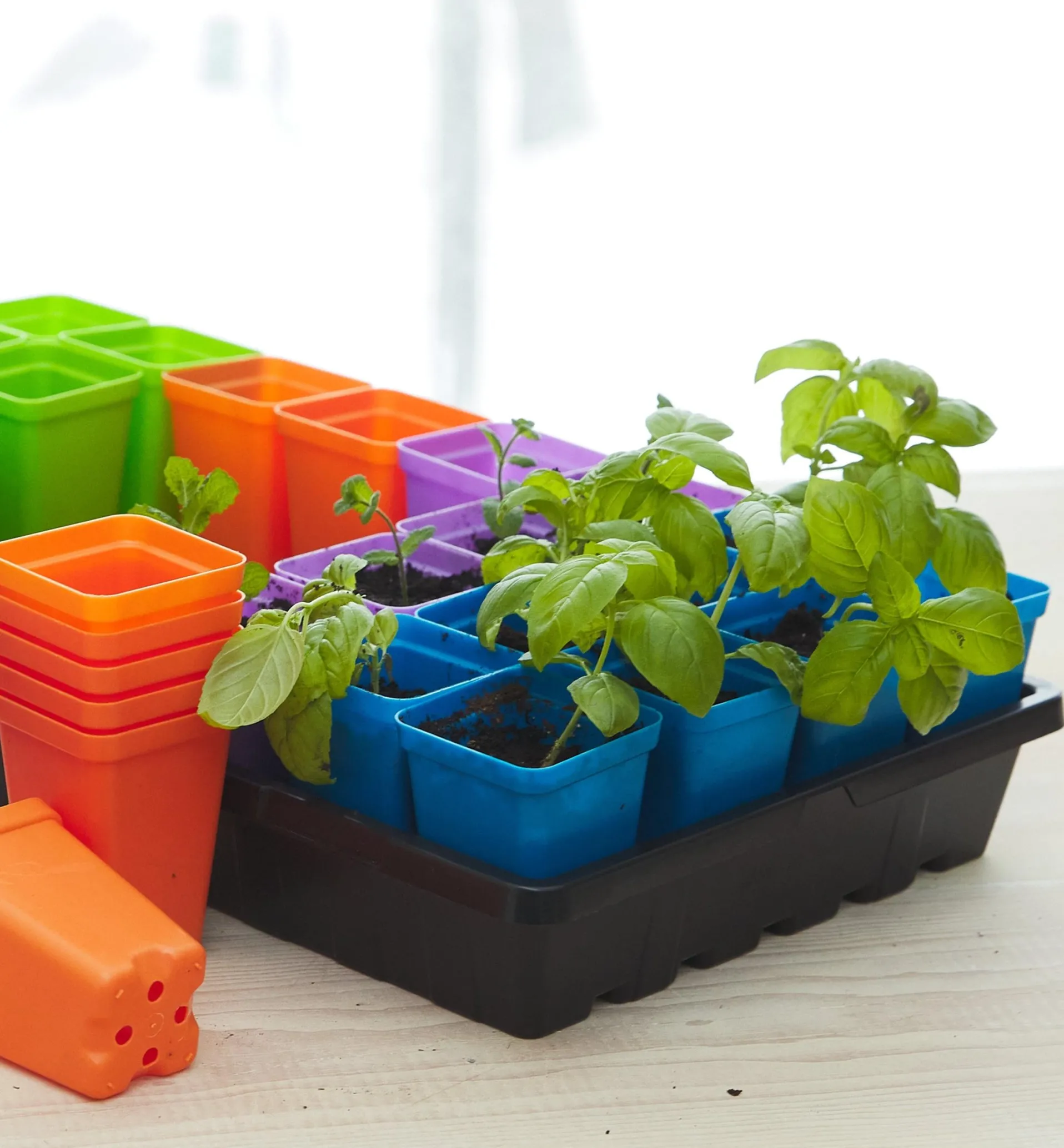 Lee Valley 2 1/2" Multicolor Pots