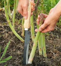 Lee Valley Asparagus/Harvest Knife