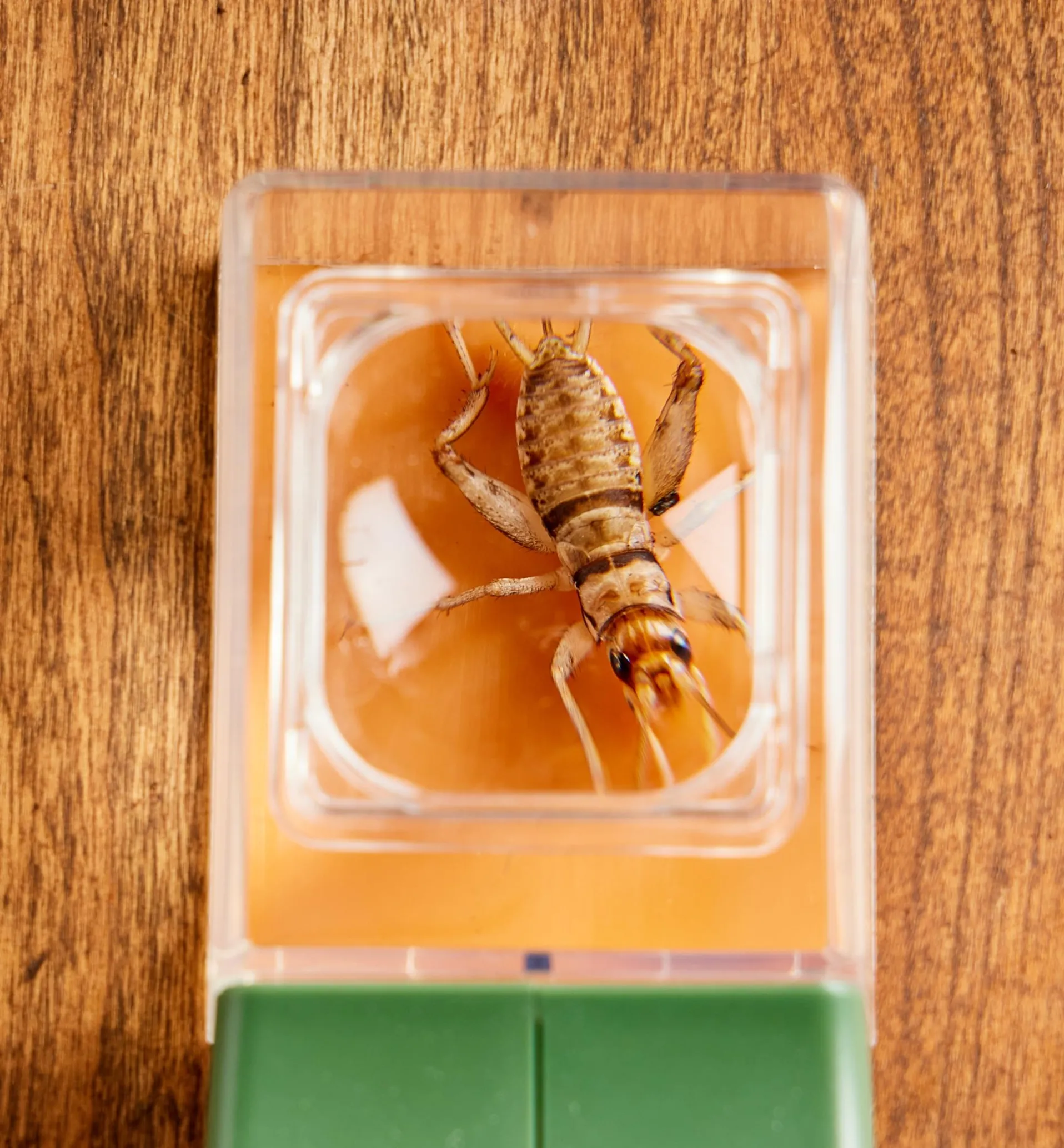 Lee Valley Bug Magnifier