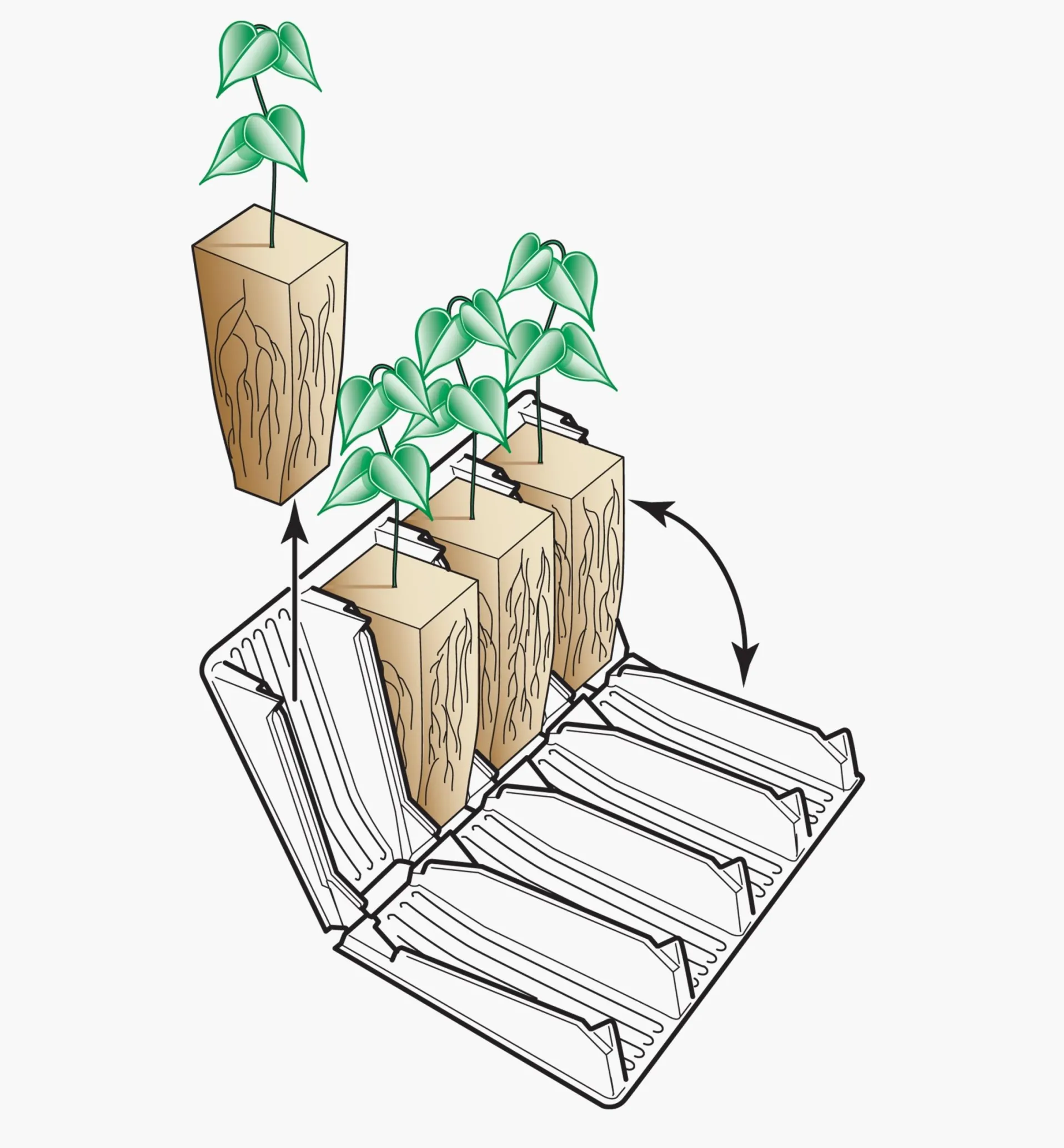 Lee Valley Deep Rootrainers Set