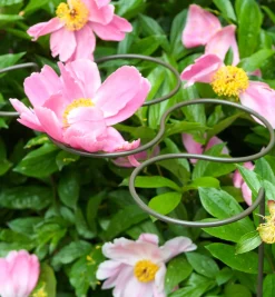 Lee Valley Five-Ring Grow-Through Stake