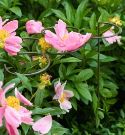 Lee Valley Five-Ring Grow-Through Stake