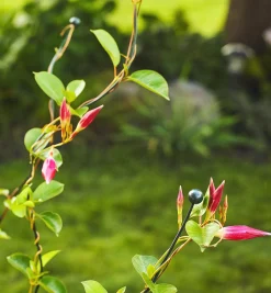 Lee Valley Flexible Garden Stake