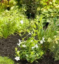 Lee Valley Flexible Garden Stake