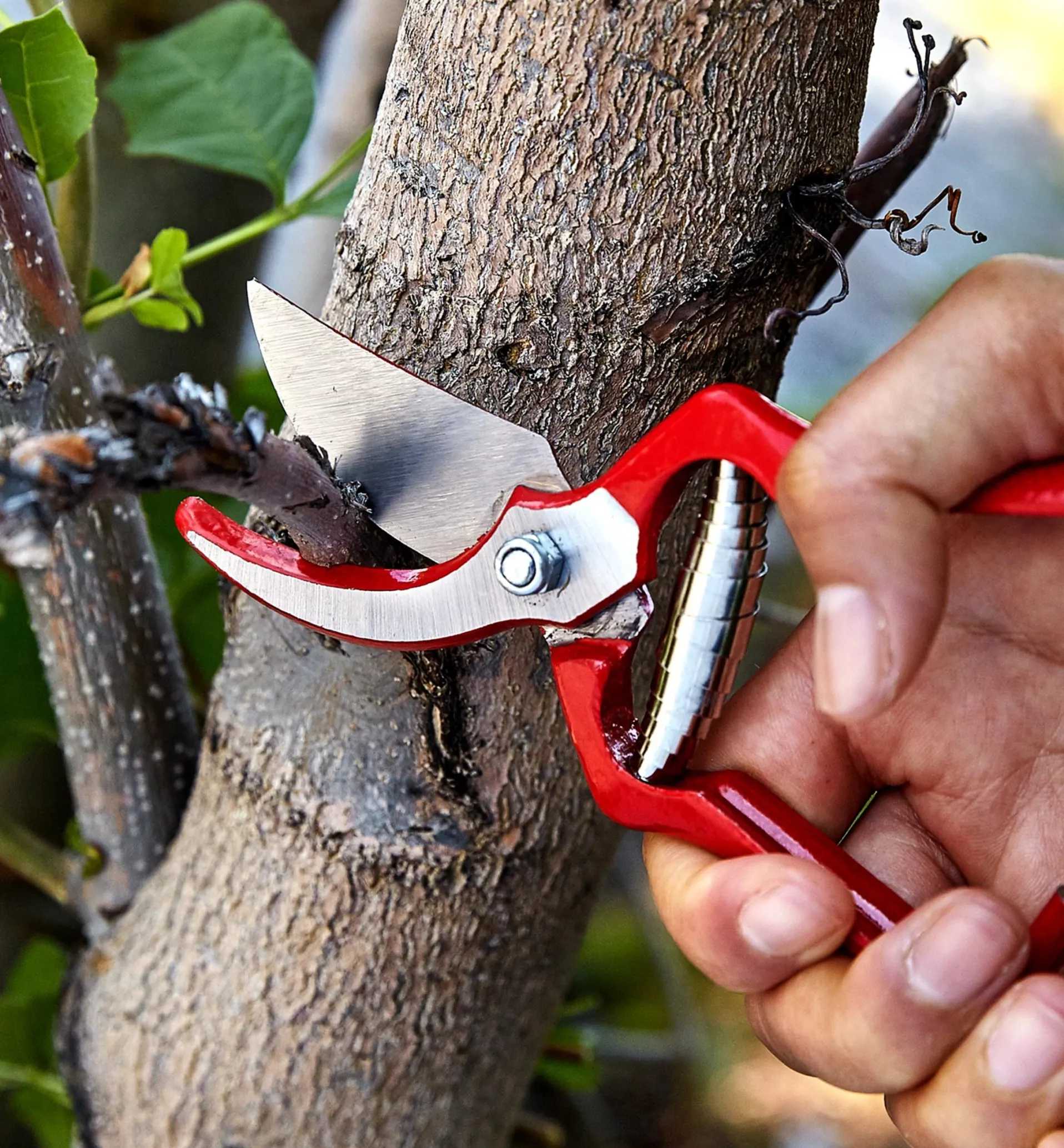 Lee Valley General-Purpose Pruner & Shears Set
