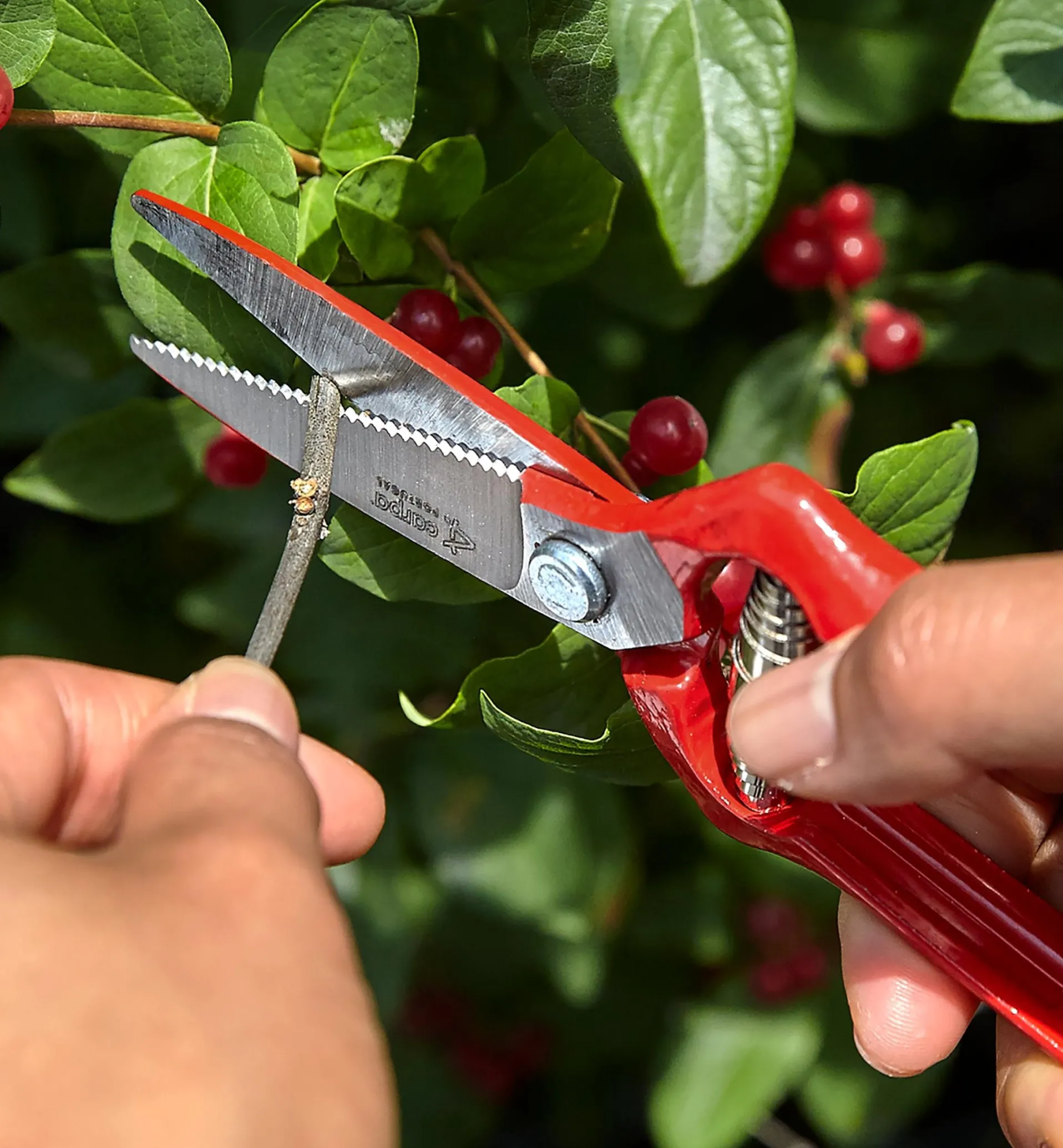 Lee Valley General-Purpose Pruner & Shears Set