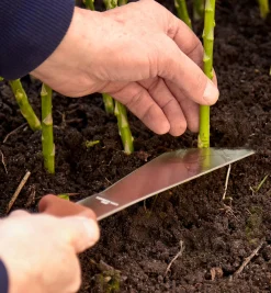 Lee Valley Harvest Knife
