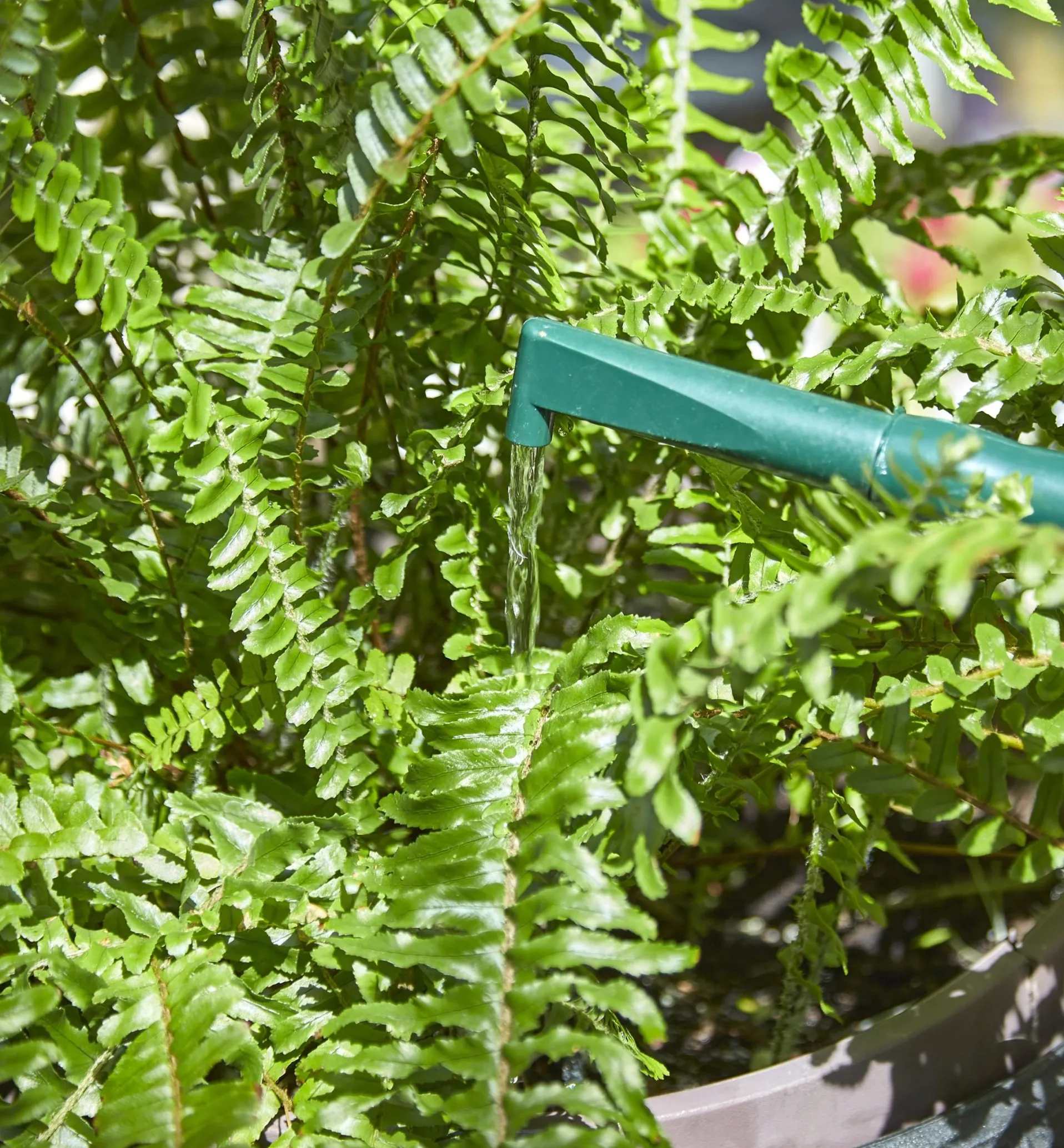 Lee Valley Haws Plastic Watering Can