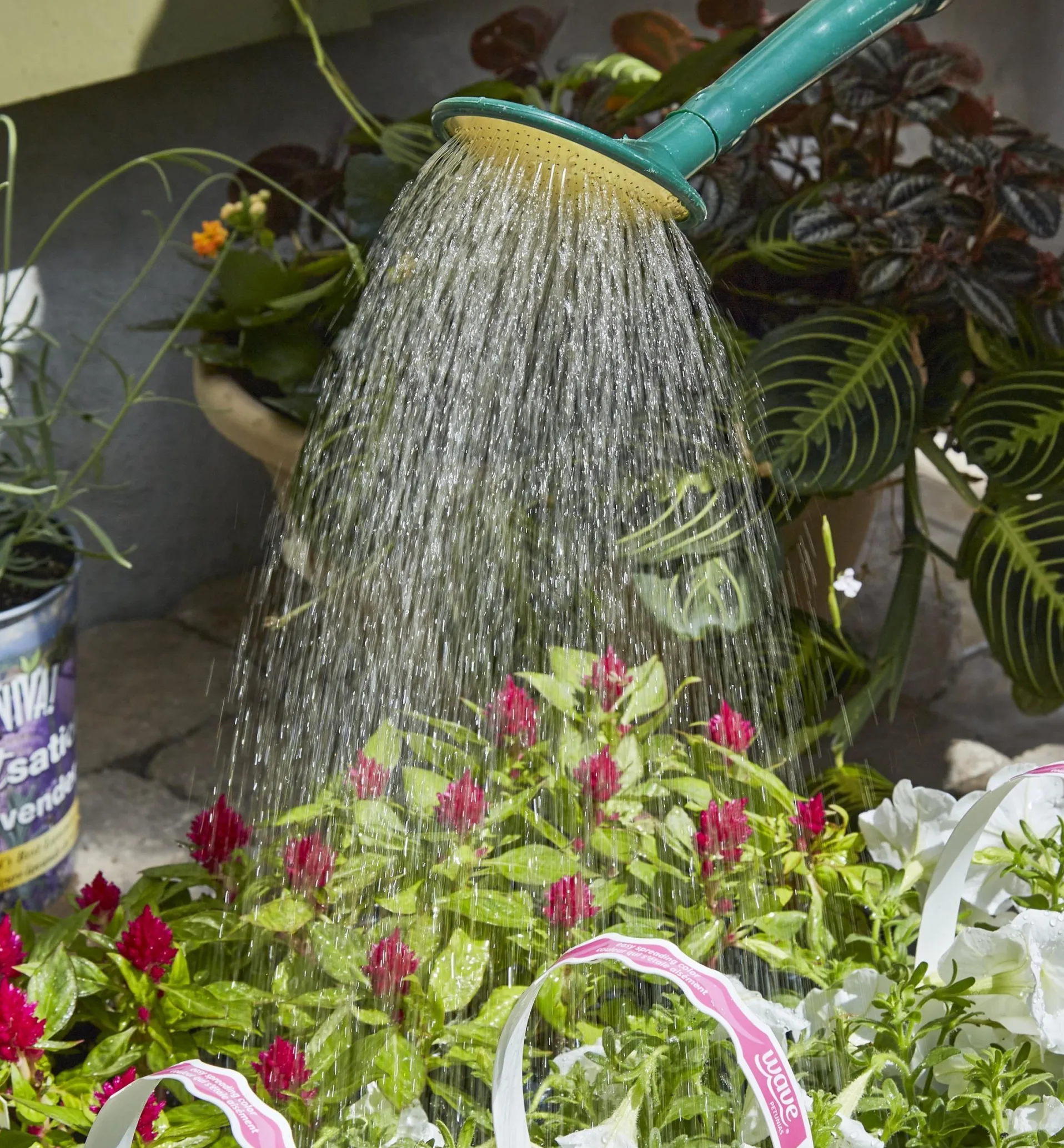 Lee Valley Haws Plastic Watering Can