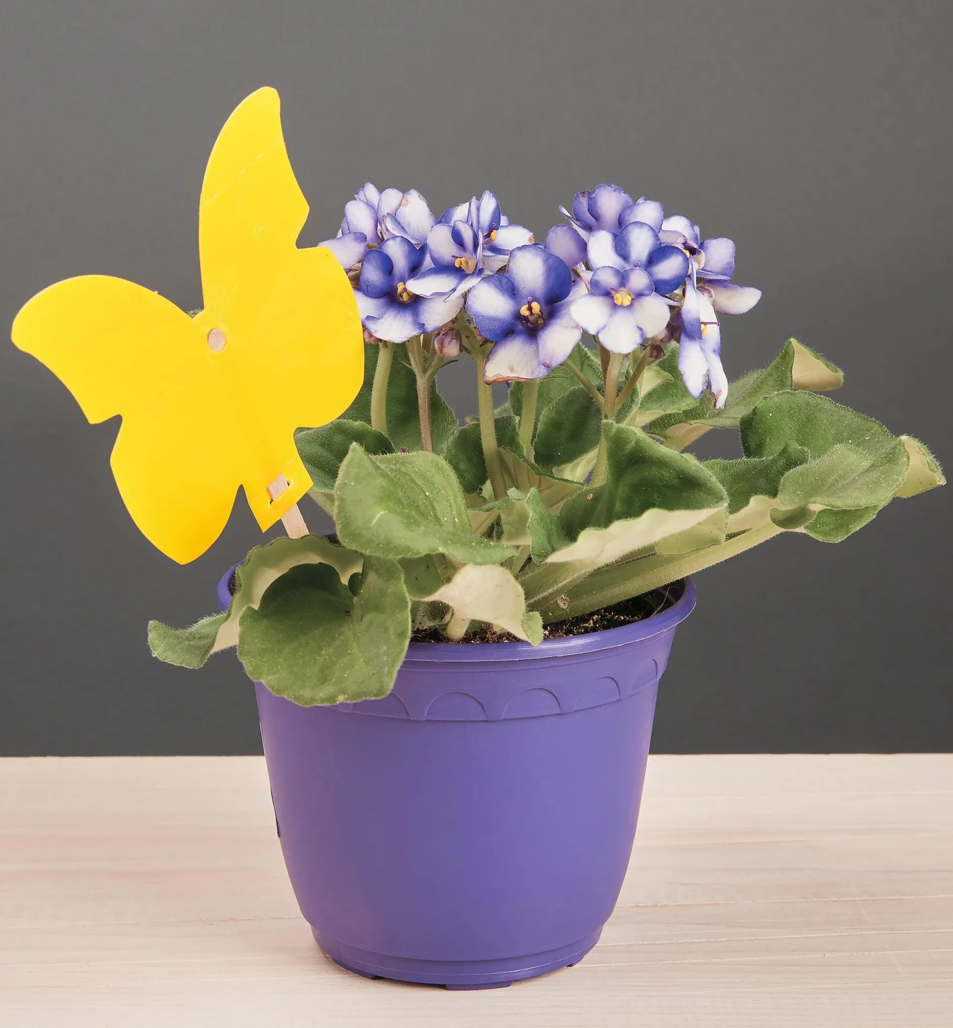 Lee Valley Indoor Sticky Traps