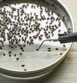 Lee Valley Mini Wand Seeder