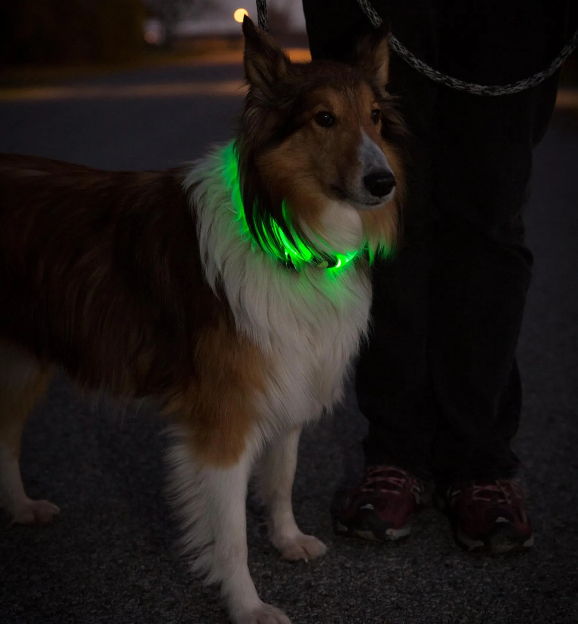 Lee Valley NiteHowl LED Pet Neckband