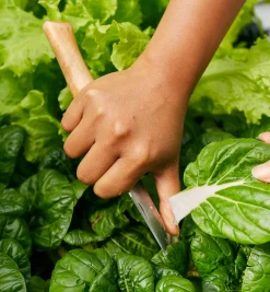 Lee Valley Opinel Knives