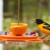 Lee Valley Oriole Bird Feeder