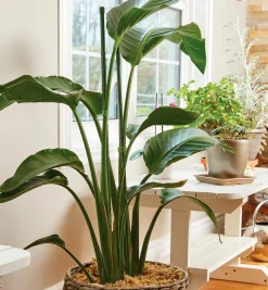 Lee Valley Permanent Stakes