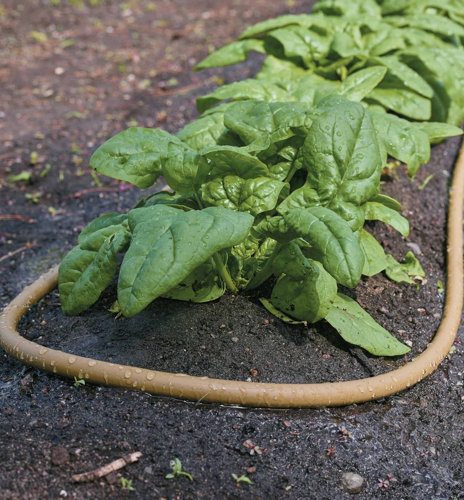 Lee Valley Polyurethane Soaker Hose