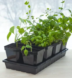 Lee Valley Propagation Tray