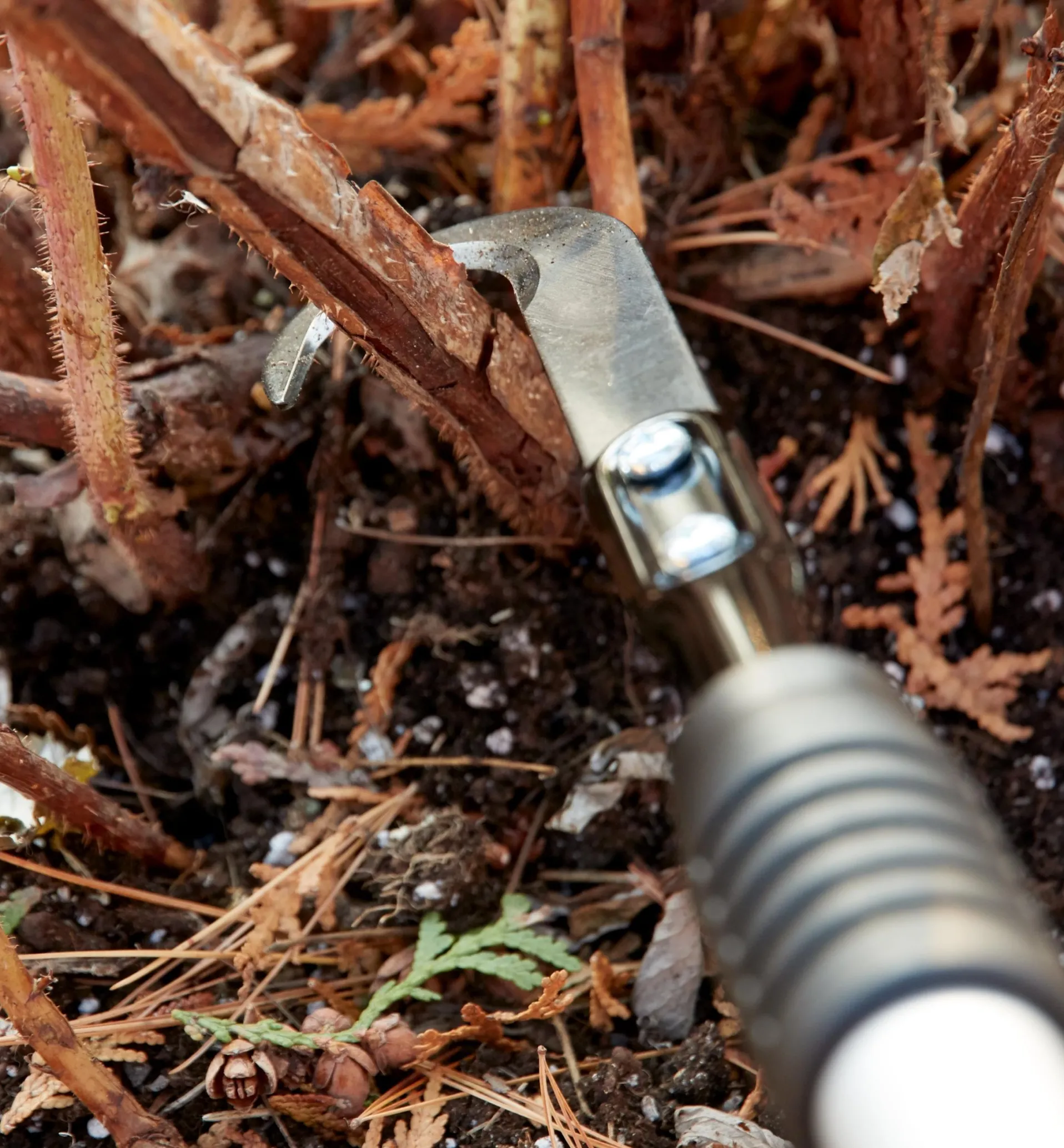 Lee Valley Raspberry Cane Cutter