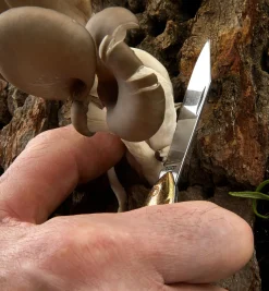 Lee Valley Rybička Pocket Knife