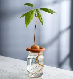 Lee Valley Terra Cotta Seed Sprouters