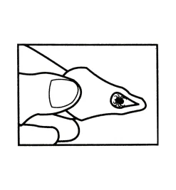 Lee Valley Tick Key Tick Remover