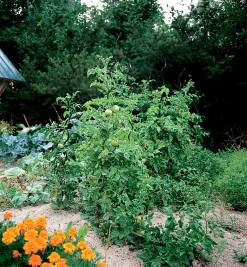 Lee Valley Tomato Spirals