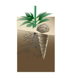 Lee Valley Watering Spikes