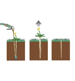 Lee Valley Water-Powered Weeder