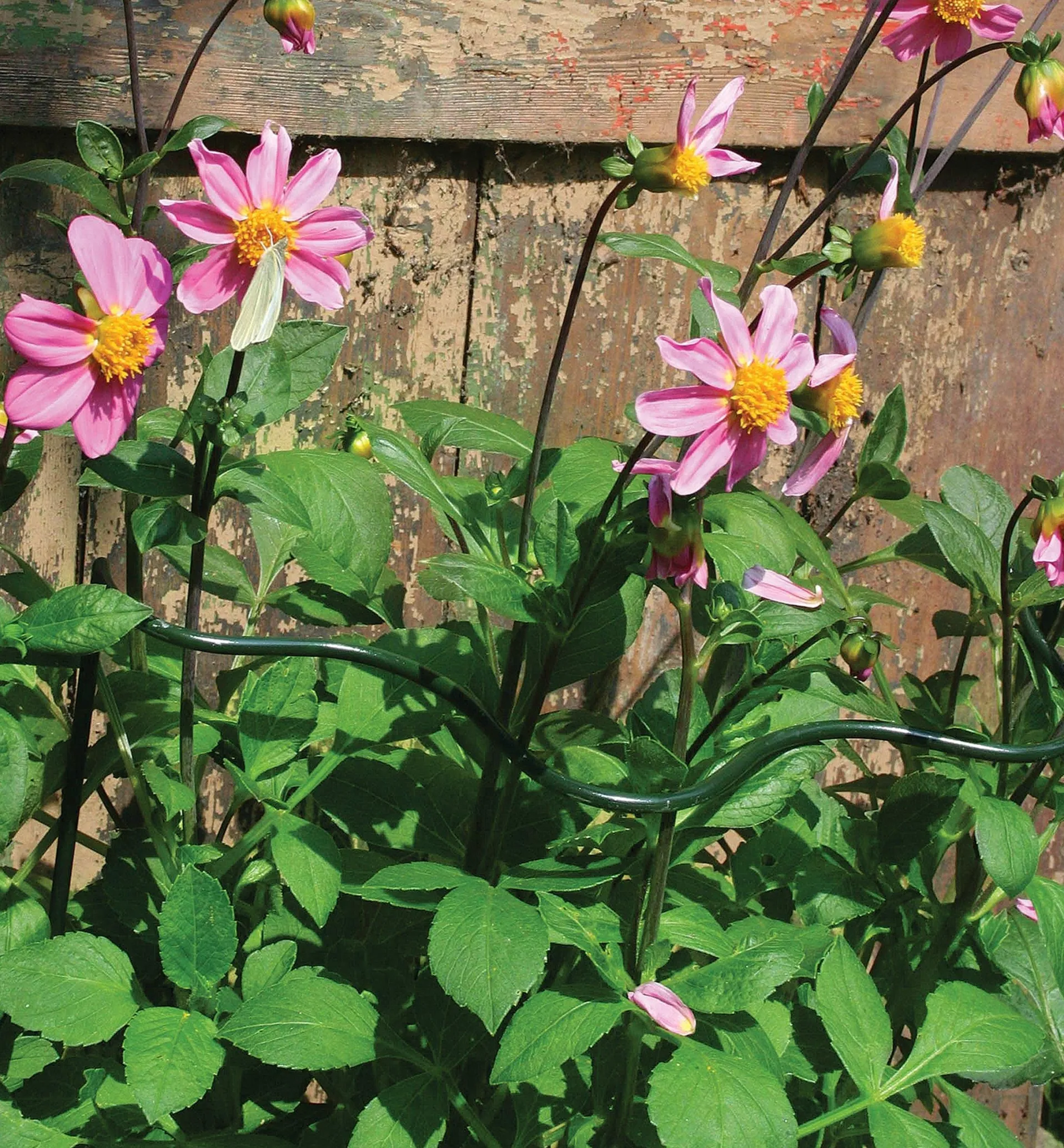 Lee Valley Wavy Half-Circle Support