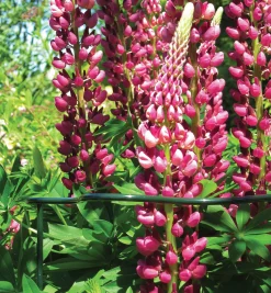 Lee Valley Wavy Half-Circle Support